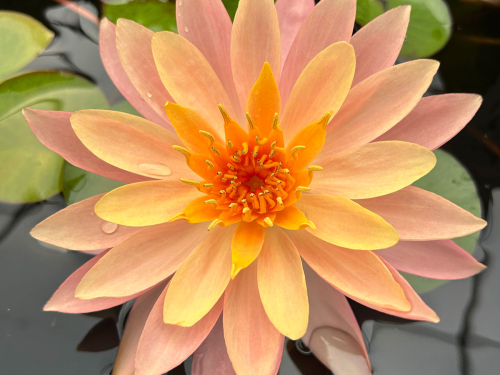 Seerose - Sunset Glow